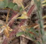 Tennessee milkvetch